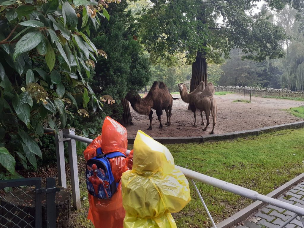 Dzieci obserwują wielbądy w zoo